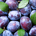 Prune