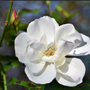 Rose blanche
