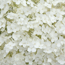 Fleurs blanches<